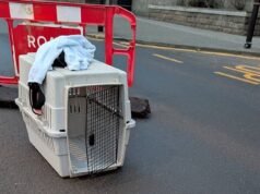 ¡Ese es el camino cerrado! Un mamífero varado bloquea el tráfico antes de que los rescatistas puedan devolverlo a la playa