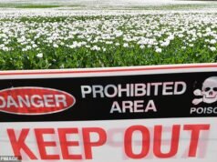 Se emite una advertencia sanitaria urgente después de que cientos de plantas de amapola “potencialmente mortales” fueran robadas de una granja