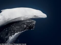 EN FOTOS: Los espectaculares ganadores del Premio Mundial de Fotografía de Naturaleza, desde un raro avistamiento de ballena jorobada en Tonga hasta una jirafa bebiendo en Botswana