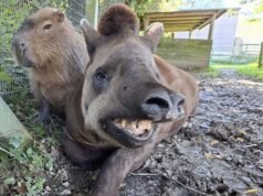 Los cuidadores del zoológico sacrificaron a los mejores amigos animales improbables el mismo día para que ninguno se sintiera solo