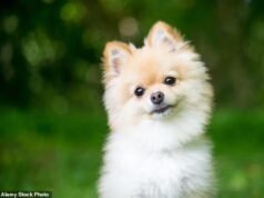 Hay más británicos que aseguran a sus mascotas que a ellos mismos, según un estudio