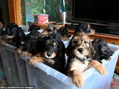 Familia sorprendida cuando su perro da a luz a 17 cachorros, una cifra récord, después de un parto de 13 horas