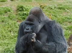 Jock, el gorila de espalda plateada más viejo del zoológico de Bristol, de 45 años, muere días después de mudarse a un nuevo hogar tras las críticas