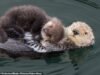 ¡ Nutria preciosa! Dulces instantáneas muestran a madre y cachorro abrazándose en el puerto