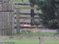 Los paseos más tristes: los dos amados corgis de la Reina, que ella confió a Andrew Mountbatten-Windsor en su lecho de muerte, child paseados por Sandringham por el individual actual después de su arresto.