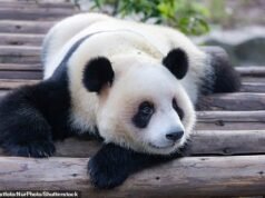 BMA lanza una campaña “histérica” que compara a los médicos de cabecera con los pandas mientras se enfrentan a la “extinción”.