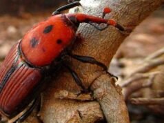 Alerta fitosanitaria en la isla Martín García por plaga del Picudo Rojo, que afecta las palmeras
