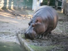 “Hipólito”, el último famoso de la historia centenaria del Zoológico