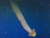 Hallaron una medusa gigante en las profundidades del Mar Argentino