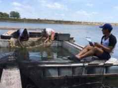 Siembra de pejerrey: La Plata impulsa su vuelta a las lagunas