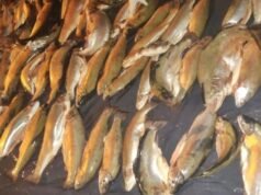 Pesca ilegal: casi 25.000 peces decomisados en 947 operativos en Santa Fe