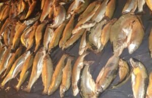 Pesca ilegal: casi 25.000 peces decomisados en 947 operativos en Santa Fe