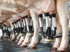 El sector tambero sufre la presión de 37 impuestos: 42% de sus ventas se van en pagorlos