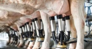 El sector tambero sufre la presión de 37 impuestos: 42% de sus ventas se van en pagorlos