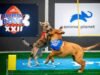 ‘Puppy Bowl’ está de regreso con un enfrentamiento entre Team Oldies y Team Goldies: cómo verlo