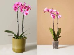 Los mejores servicios de entrega de flores de 2026, probados y revisados