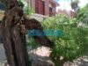 Dos árboles cayeron este domingo en La Plata y generaron preocupación entre los vecinos