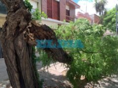 Dos árboles cayeron este domingo en La Plata y generaron preocupación entre los vecinos