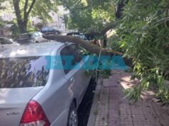 Por caída de árboles cerca del Centro, dos autos aplastados y una calle cortada