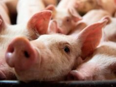 2025, el año del cerdo: récord de faena, producción y de consumo nacional de carne