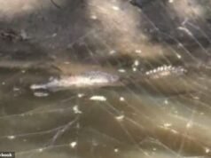 Momento aterrador: se ve un cocodrilo en un estanque detrás de un suburbio de Bunnings, a más de 1 000 kilómetros de su hábitat